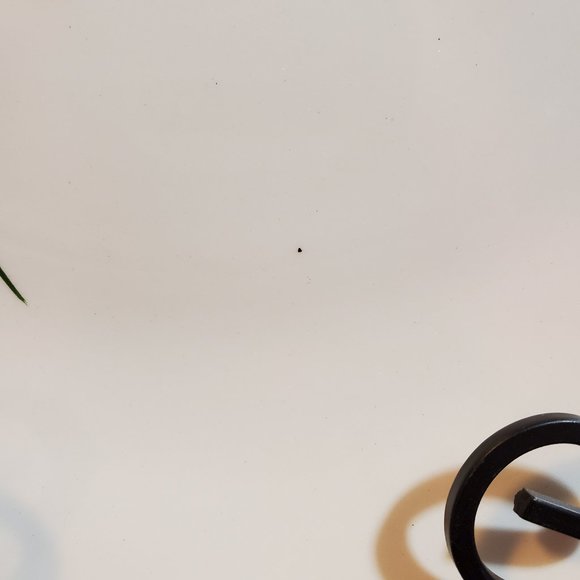 Blue Ridge Southern Potteries Pinkie Pattern Dinner Lunch Plates - Picture 11 of 11